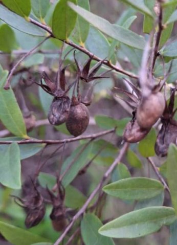 Diospyros glabra last fruits